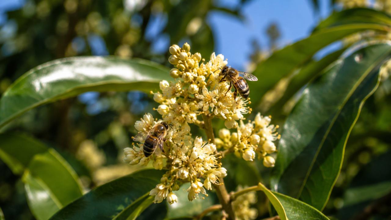 Himalayan Lychee Honey