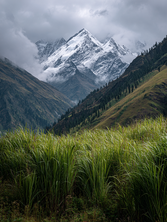 Himalayan Lemongrass