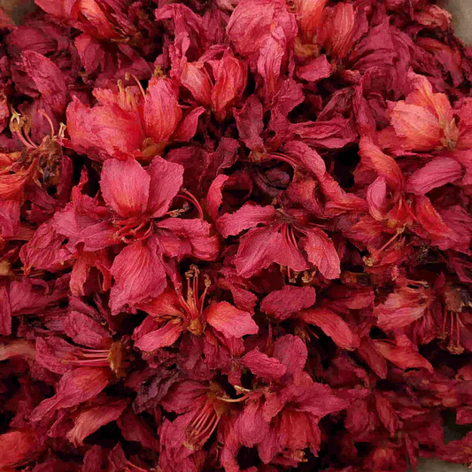 Himalayan Rhododendron