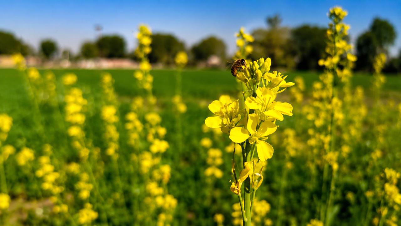 Himalayan Mustard Honey