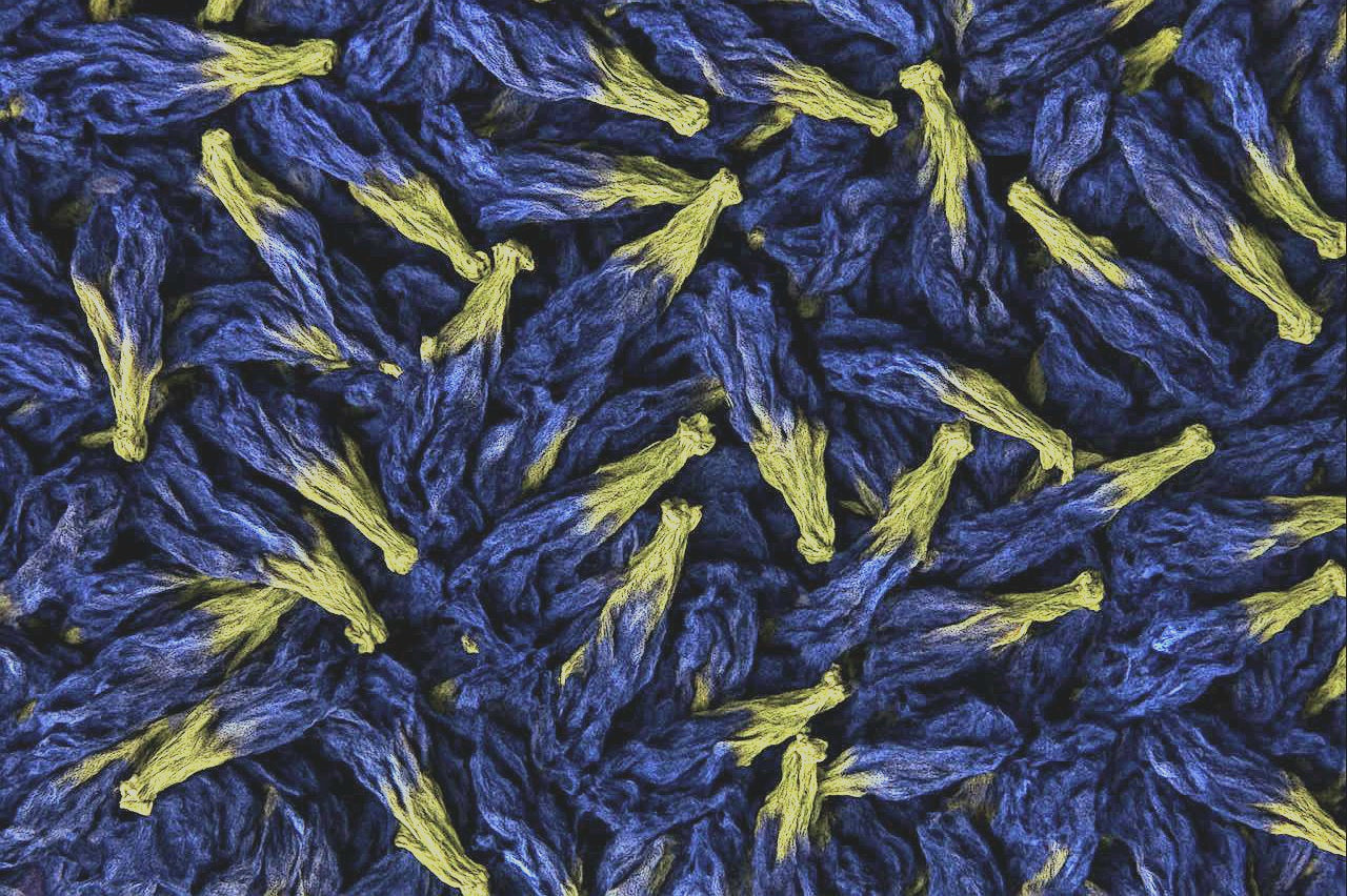 Butterfly Pea