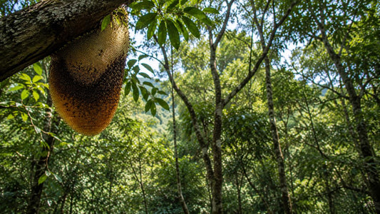 Himalayan Wild Forest Hive Honey